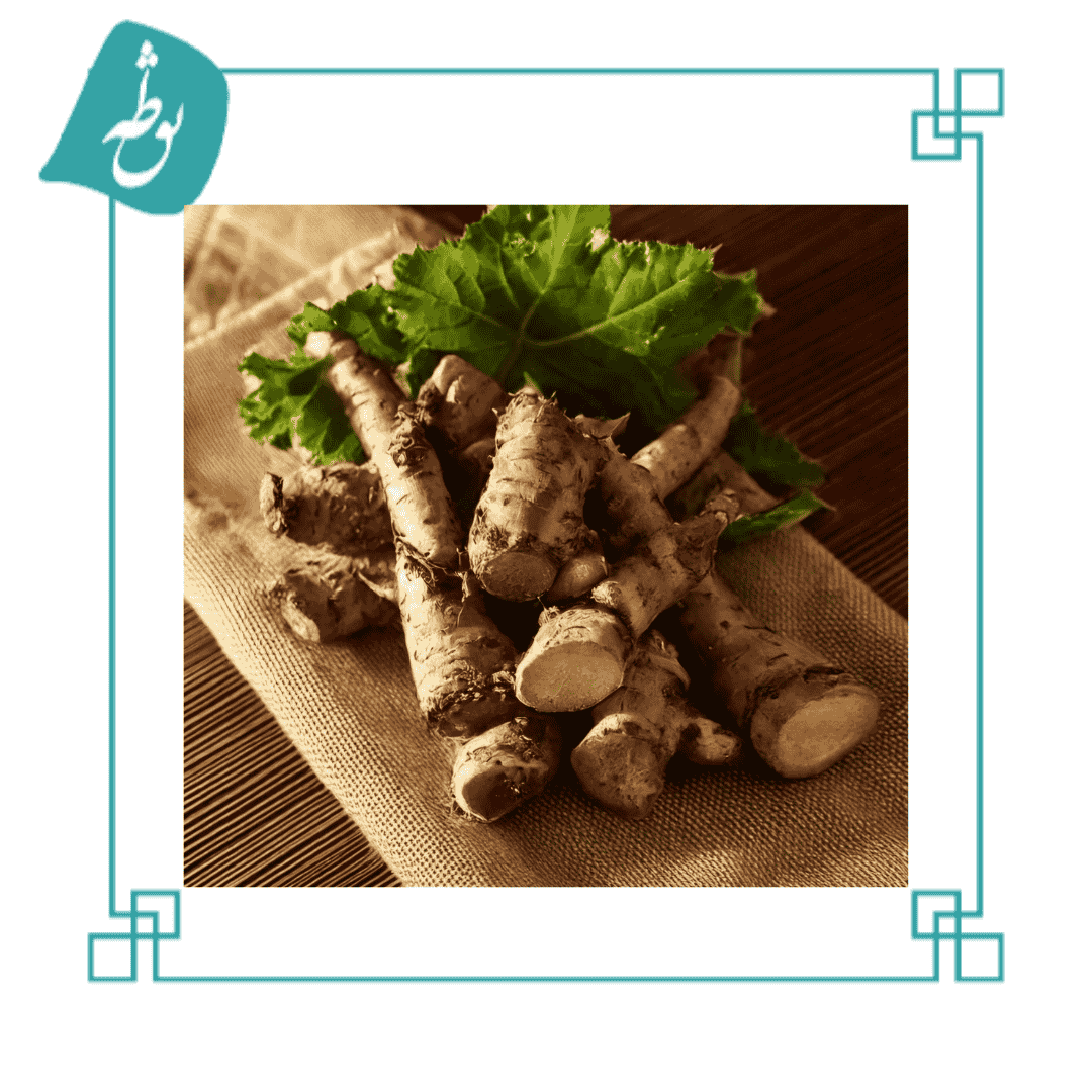 ریشه بابا آدم