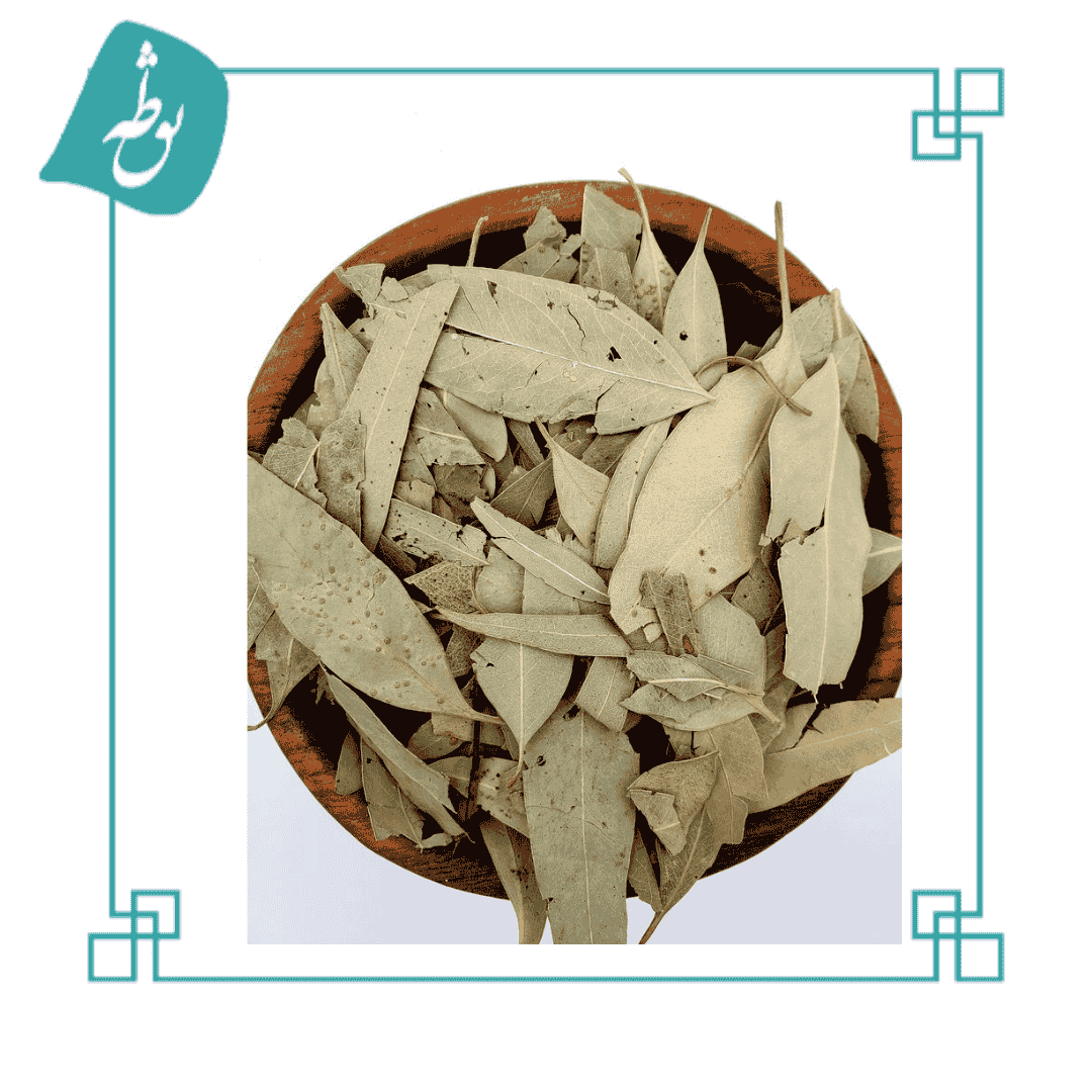 برگ اکالیپتوس
