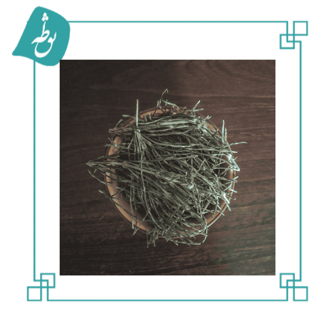 گیاه دم اسب