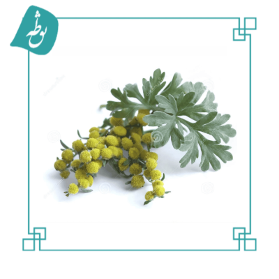 افسنطین
